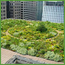 green roofs